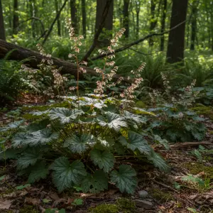 Heuchera x villosa