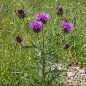 Centaurea nigra