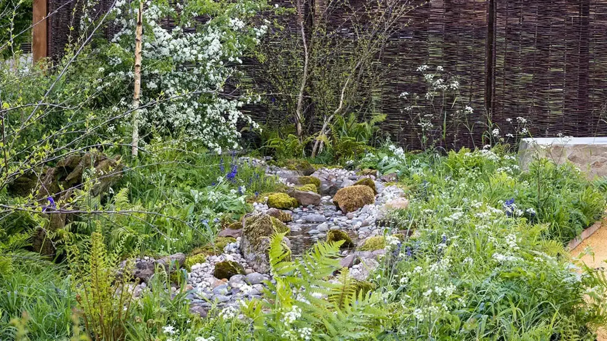 A naturalistic show garden features a pebble-filled stream winding through lush green ferns and white flowering plants, bordered by moss-covered rocks and slender birch trees.