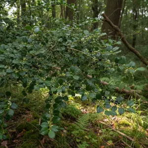 Ilex crenata