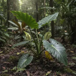 Alocasia macrorrhizos 'Stingray'