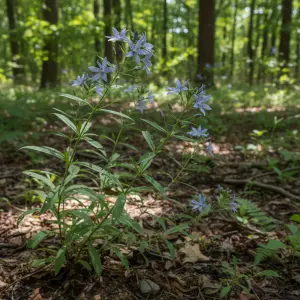 Amsonia tabernaemontana