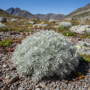 Artemisia schmidtiana 'Nana'