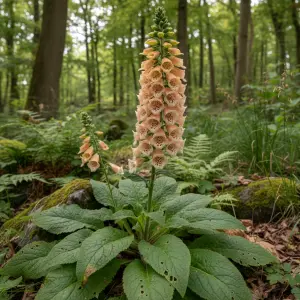 Digitalis purpurea 'Dalmatian Apricot'