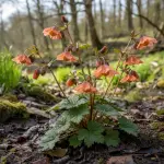 Geum rivale 'Totally Tangerine'