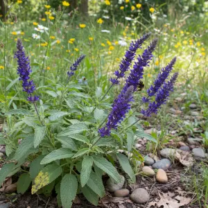 Salvia nemorosa 'Feathers Peacock'