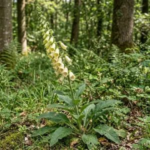 Digitalis grandiflora