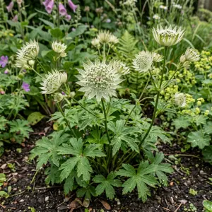 Astrantia major subsp. involucrata 'Shaggy'