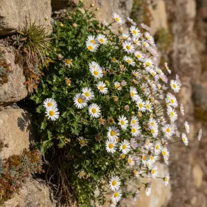 Erigeron karvinskianus 'Profusion'