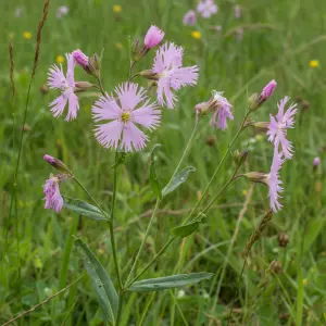 Lychnis flos-cuculi