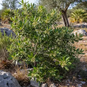 Phillyrea latifolia