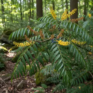 Mahonia confusa