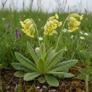 Primula veris