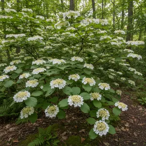 Viburnum plicatum 'Mariesii'