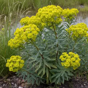 Euphorbia palustris 'Walenburg's Glory'