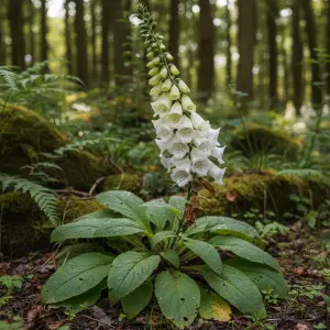 Digitalis purpurea 'Alba'