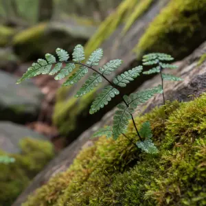 Asplenium trichomanes