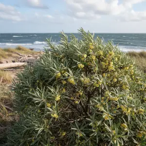 Hippophae rhamnoides