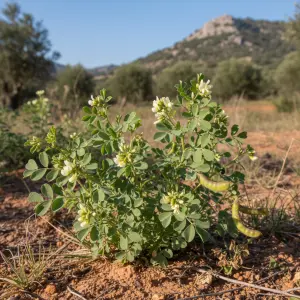 Trigonella foenum-graecum