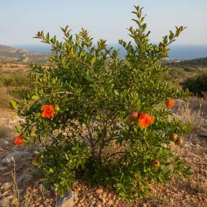 Punica granatum