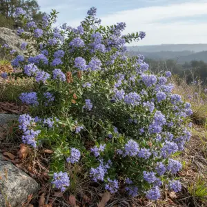 Ceanothus thyrsiflorus 'Repens'