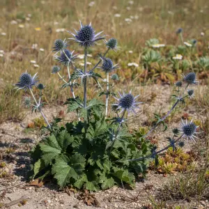 Eryngium planum 'Blaukappe'