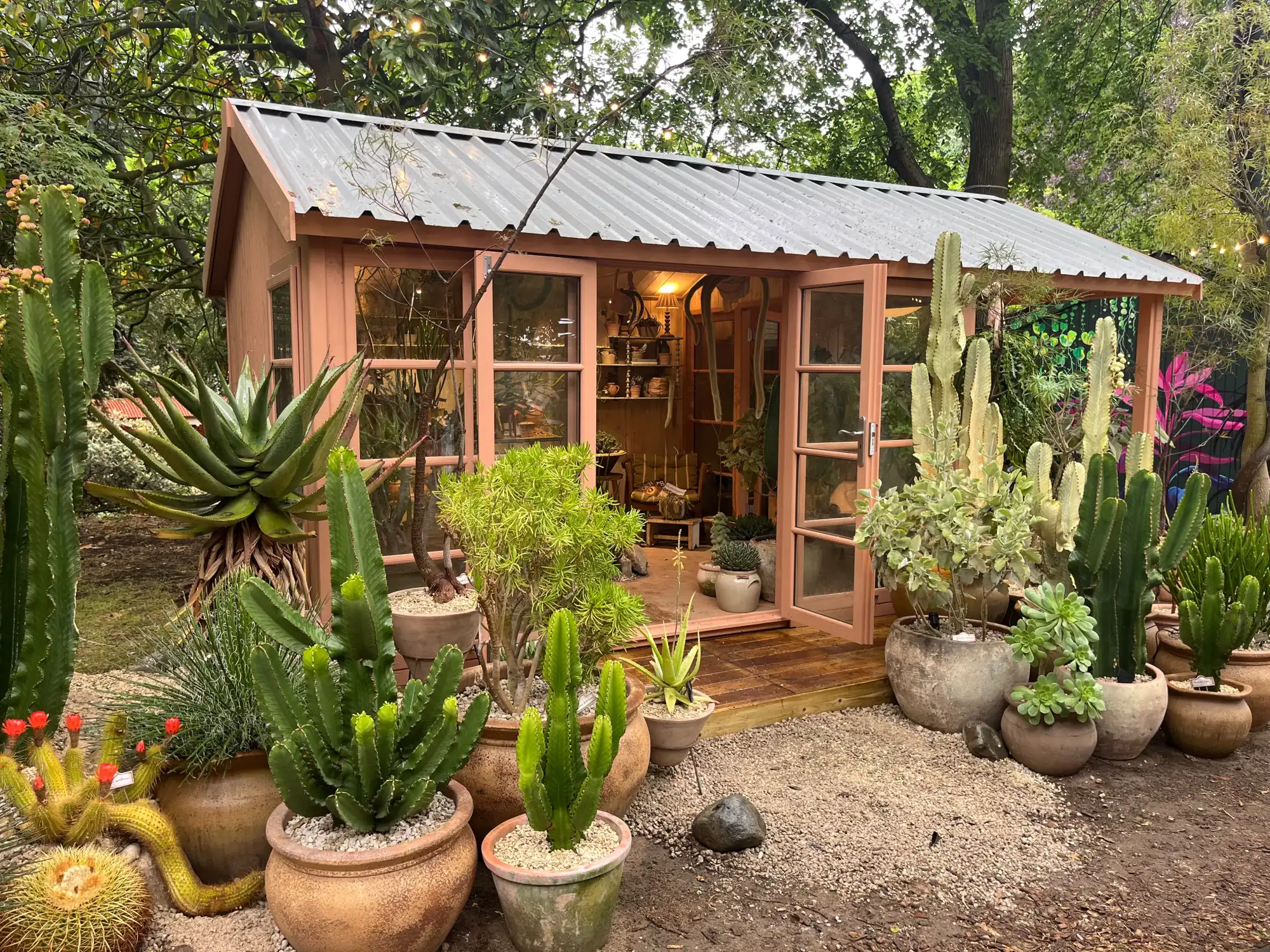 A peach-coloured wooden studio with a corrugated metal roof is surrounded by a diverse collection of potted cacti, euphorbias, and succulents on a gravel path and wooden deck.