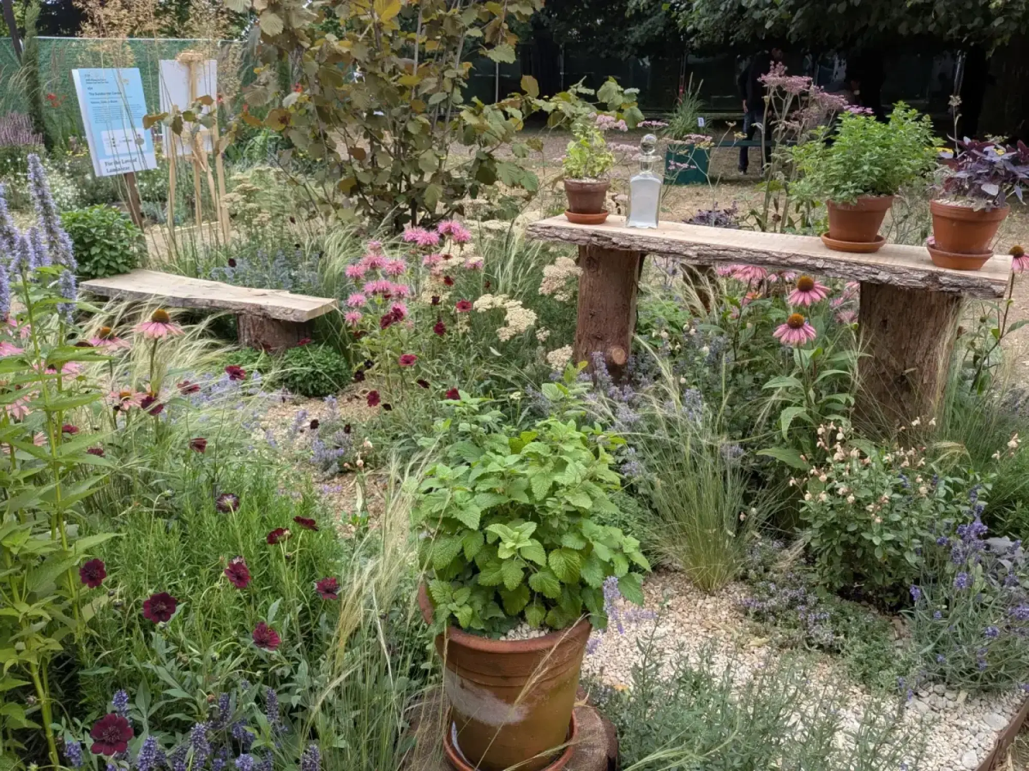 A naturalistic feature border garden featuring rustic timber benches and a log table, planted with pink echinacea, purple salvias, dark red cosmos, ornamental grasses, and potted herbs.