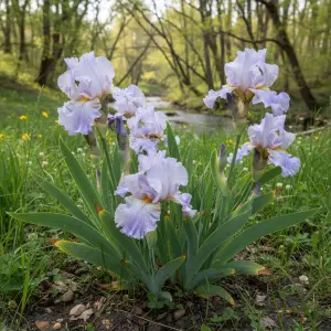 Iris 'Chantilly'