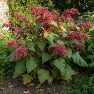 Chenopodium giganteum 'Magenta Spreen'