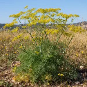 Foeniculum vulgare