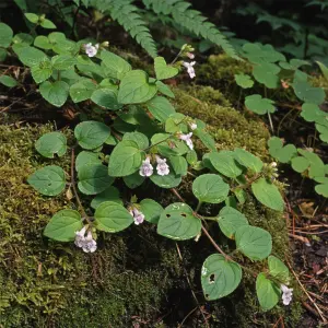 Satureja douglasii