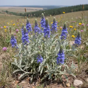 Veronica incana