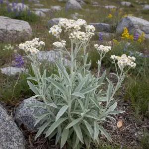 Anaphalis triplinervis