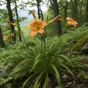 Hemerocallis dumortieri