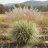 Miscanthus sinensis 'Morning Light'