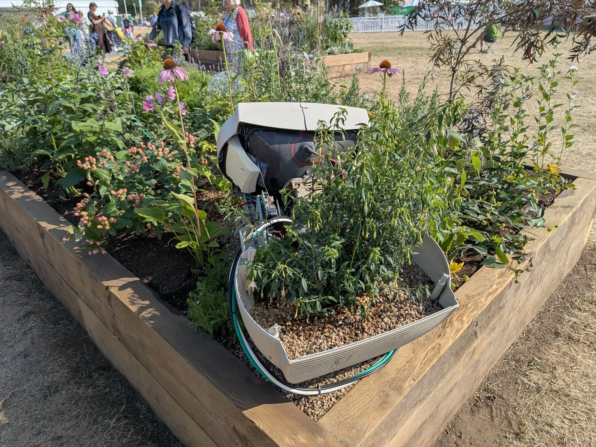 A contemporary long border garden features mixed perennials, pink coneflowers, and a repurposed computer monitor planter set within raised timber beds.