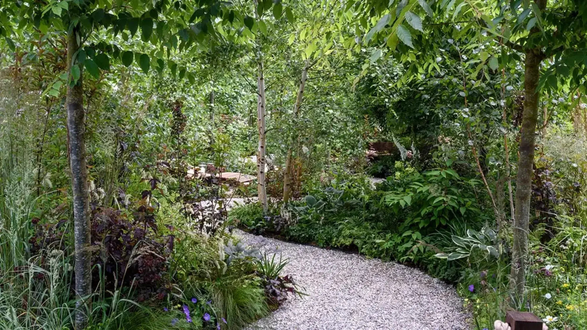 A winding gravel path leads through a densely planted, naturalistic woodland garden with tall deciduous trees, lush green foliage, and glimpses of a wooden seating area.