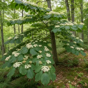 Cornus controversa