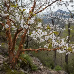 Prunus serrula