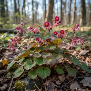 Epimedium × rubrum