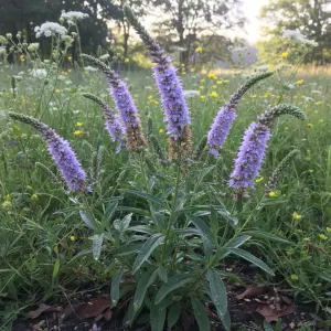 Veronica 'Midsummer Beauty'