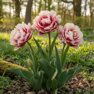 Tulipa 'Finola'