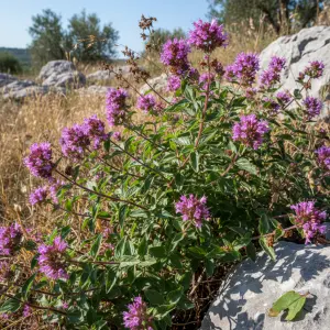 Origanum laevigatum 'True Form'