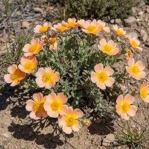 Helianthemum 'Ben Fahda'