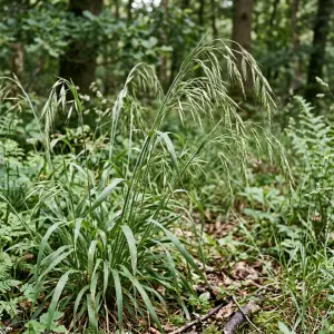 Brachypodium sylvaticum