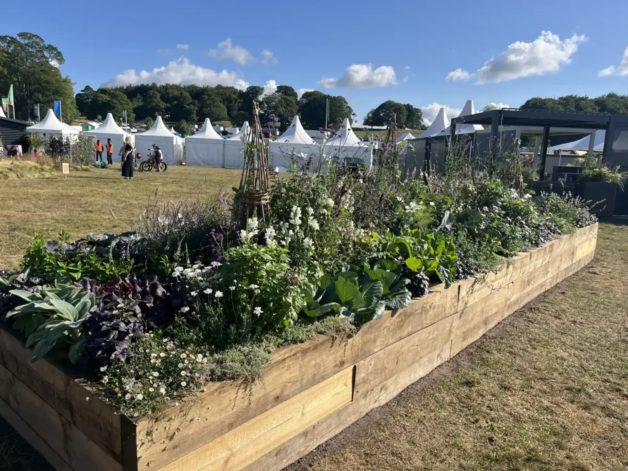 A long, rectangular timber raised bed brimming with green and purple edible plants, herbs, and small white and purple flowers.