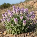 Nepeta grandiflora 'Dawn to Dusk'