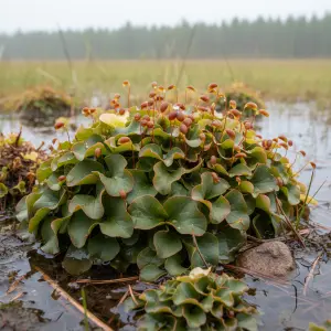 Sphagnum platyphyllum