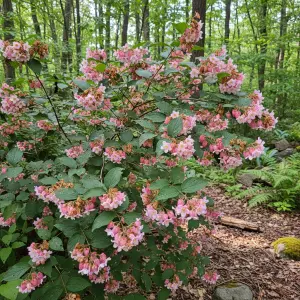 Deutzia 'Strawberry Fields'